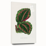 Romanticism Art: Green Corona Plant by Lydon & Fawsett