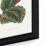 Romanticism Art: Green Corona Plant by Lydon & Fawsett