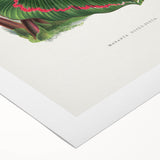 Romanticism Art: Green Corona Plant by Lydon & Fawsett