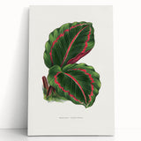 Romanticism Art: Green Corona Plant by Lydon & Fawsett