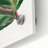 Romanticism Art Print: Maranta Illustris Leaf - Botanical Wall Art