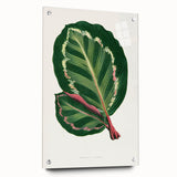 Romanticism Art Print: Maranta Illustris Leaf - Botanical Wall Art