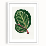 Romanticism Art Print: Maranta Illustris Leaf - Botanical Wall Art
