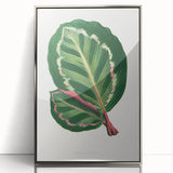 Romanticism Art Print: Maranta Illustris Leaf - Botanical Wall Art