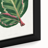 Romanticism Art Print: Maranta Illustris Leaf - Botanical Wall Art