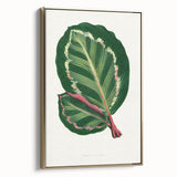 Romanticism Art Print: Maranta Illustris Leaf - Botanical Wall Art