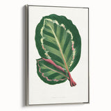 Romanticism Art Print: Maranta Illustris Leaf - Botanical Wall Art