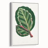 Romanticism Art Print: Maranta Illustris Leaf - Botanical Wall Art