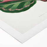 Romanticism Art Print: Maranta Illustris Leaf - Botanical Wall Art