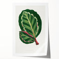 Romanticism Art Print: Maranta Illustris Leaf - Botanical Wall Art