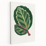 Romanticism Art Print: Maranta Illustris Leaf - Botanical Wall Art