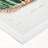 Classic Romantic Paintings: Parodia Sellowii Floral Wall Art