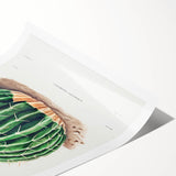 Classic Romantic Paintings: Parodia Sellowii Floral Wall Art