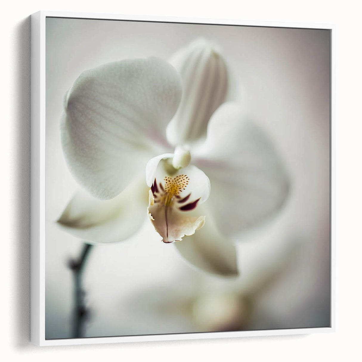 Elegant White Orchid Canvas Wall Art – Modern Framed Floral Decor