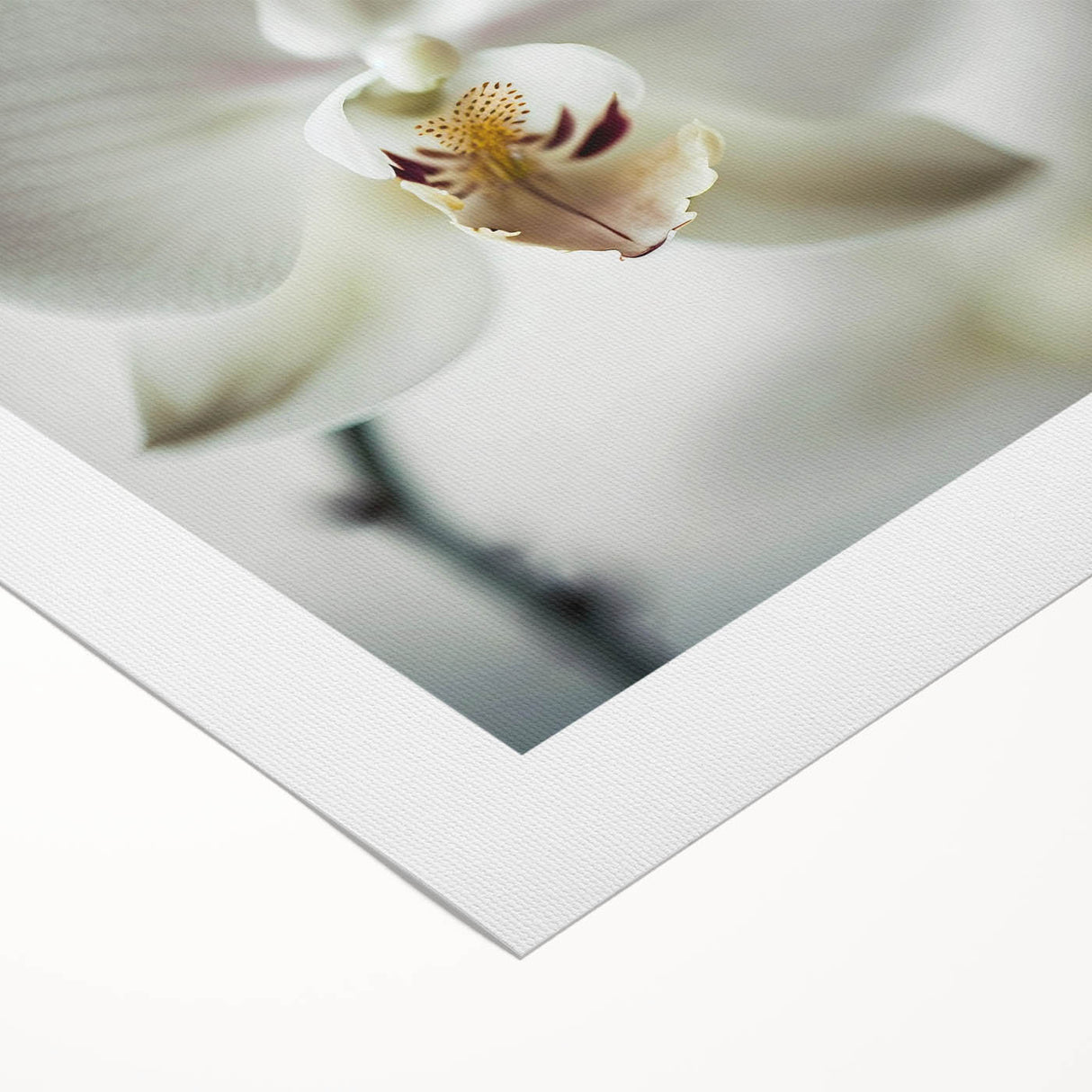 Elegant White Orchid Canvas Wall Art – Modern Framed Floral Decor
