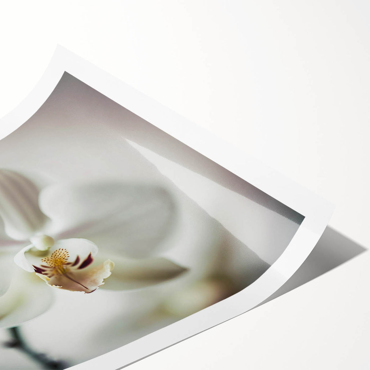 Elegant White Orchid Canvas Wall Art – Modern Framed Floral Decor