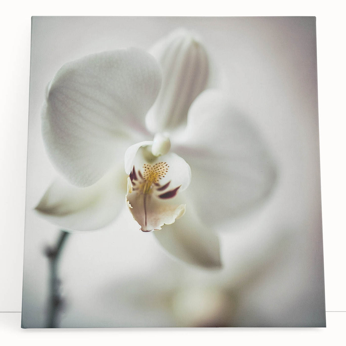 Elegant White Orchid Canvas Wall Art – Modern Framed Floral Decor
