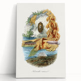 Romanticism Art: Volcano Limpet Snail Wall Art for Home Decor