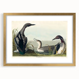 Romanticism Art: Black-Throated Diver Wall Art for Home