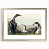 Romanticism Art: Black-Throated Diver Wall Art for Home