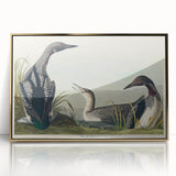 Romanticism Art: Black-Throated Diver Wall Art for Home