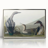 Romanticism Art: Black-Throated Diver Wall Art for Home