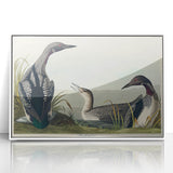 Romanticism Art: Black-Throated Diver Wall Art for Home