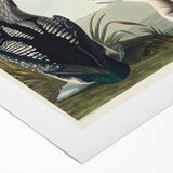 Romanticism Art: Black-Throated Diver Wall Art for Home