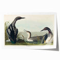 Romanticism Art: Black-Throated Diver Wall Art for Home