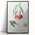 Realistic Wall Art: Botanical Peach Illustration Realism Art Canvas
