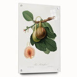 Romanticism Art: Ficus Carica Fig Botanical Wall Art