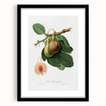 Romanticism Art: Ficus Carica Fig Botanical Wall Art