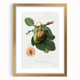 Romanticism Art: Ficus Carica Fig Botanical Wall Art