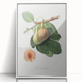 Romanticism Art: Ficus Carica Fig Botanical Wall Art