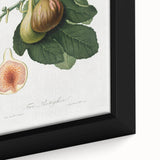 Romanticism Art: Ficus Carica Fig Botanical Wall Art
