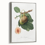 Romanticism Art: Ficus Carica Fig Botanical Wall Art