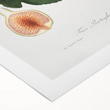 Romanticism Art: Ficus Carica Fig Botanical Wall Art