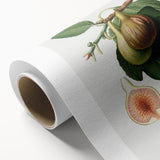 Romanticism Art: Ficus Carica Fig Botanical Wall Art