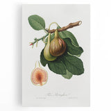 Romanticism Art: Ficus Carica Fig Botanical Wall Art