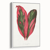 Romanticism Art: Dracaena Terminalis Pink Botanical Wall Art