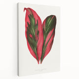 Romanticism Art: Dracaena Terminalis Pink Botanical Wall Art