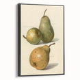 Detailed Art Realism: Botanical Pear Illustration Realism Wall Art Canvas