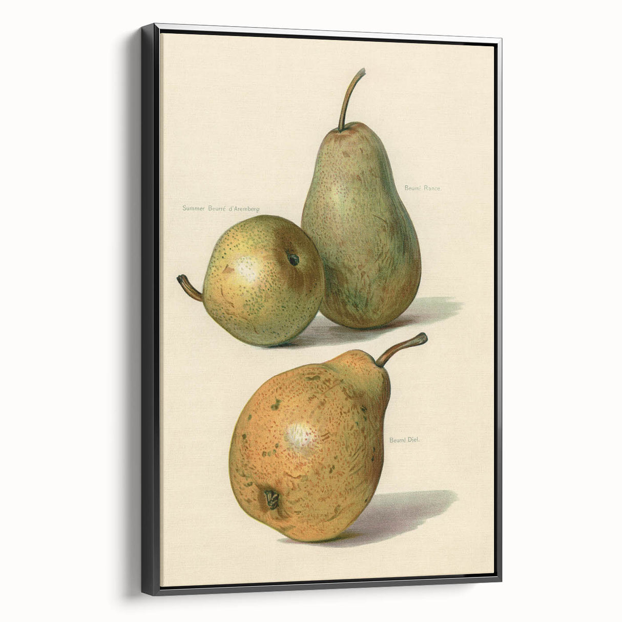 Detailed Art Realism: Botanical Pear Illustration Realism Wall Art Canvas