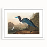 Blue Crane Heron Romanticism Art - Historical Romantic Canvas Print