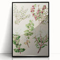 Fine Art Realism: Antique Botanical Illustration of Gaultheria Wall Art