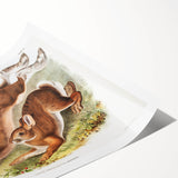 Romanticism Art: Northern Hares - Classic Romantic Wildlife Canvas