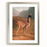 Romanticism Art: Guanaco by Agasse - Classic Wildlife Canvas Print