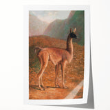 Romanticism Art: Guanaco by Agasse - Classic Wildlife Canvas Print