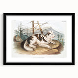 Romanticism Art: Hare Indian Dog by Audubon - Wildlife Canvas Print