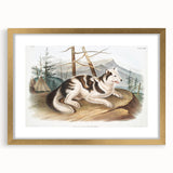 Romanticism Art: Hare Indian Dog by Audubon - Wildlife Canvas Print